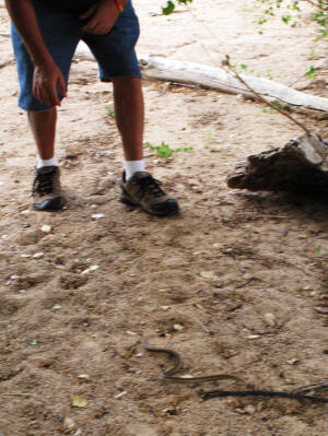Eddie points out a ribbon snake.