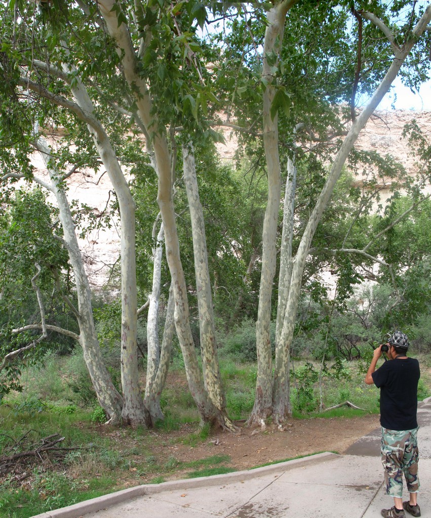 Keith photographing a stand of trees at Montezuma's Castle.