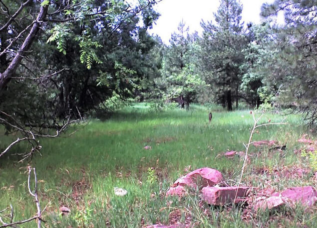 Sierra Ancha meadow.