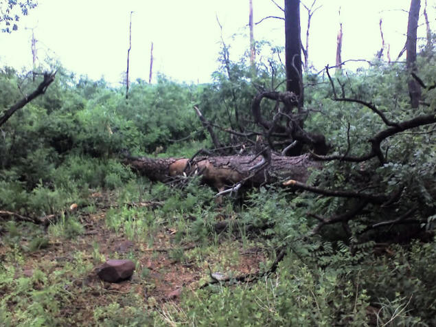 Charred, fallen logs testify to the Coon Creek Fire of 2000.