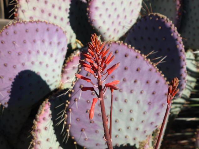 I love the purple cactus!