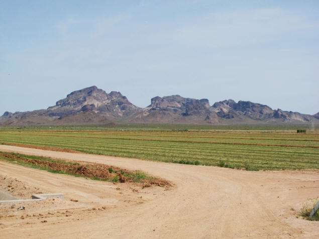 Saddle Mountain beyond a field.