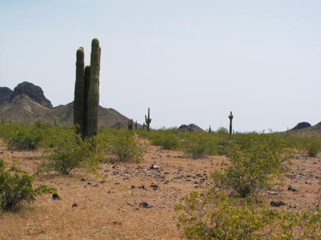 Saguaro and wildflowers decorate the desert floor.