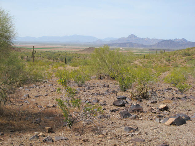 Downslope, looking west from Saddle Mountain