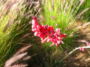 Flowers at Biosphere 2.