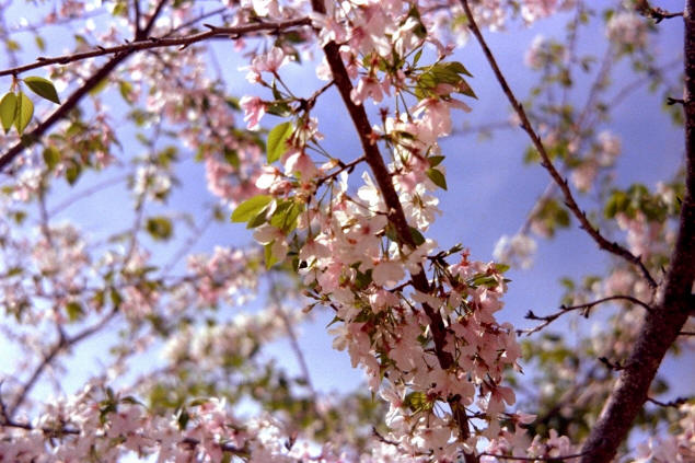 Dogwood blooms added to the Pensacola color and scent.