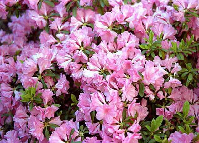 The azaleas were unusually profuse that year.