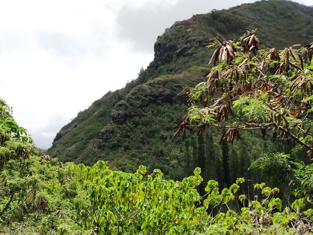 From the highway north of Lihue.