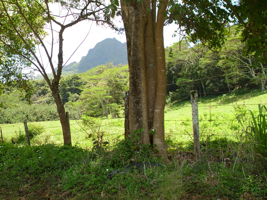 Along Kipu Road.