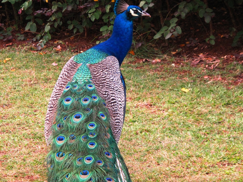 Peacock at Smith's Tropical Paradise.