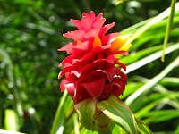 A red flower.
