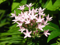 A white flower.
