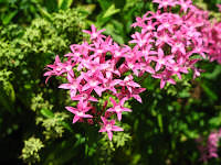 Light purple flowers.