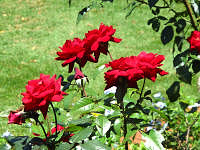 Red flowers.