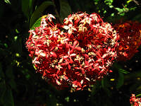 Sort of crimson flowers.