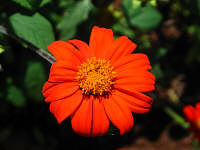 Reddish-orange flower.