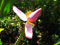 Aroused flower.