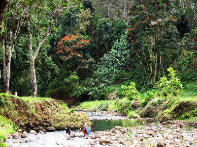 Arboreatum at the source of the Wailua River.