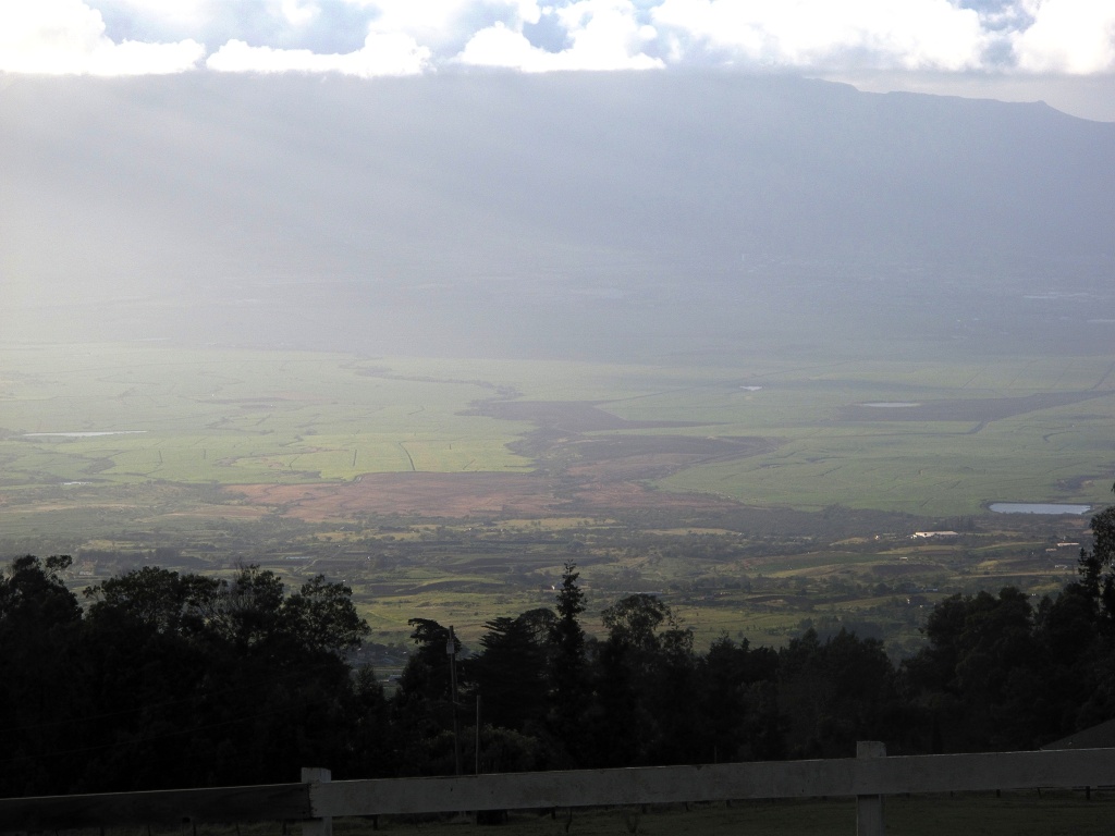 Sugar cane crops on Maui.