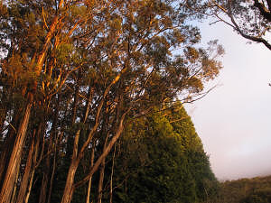 Hosmer Grove.