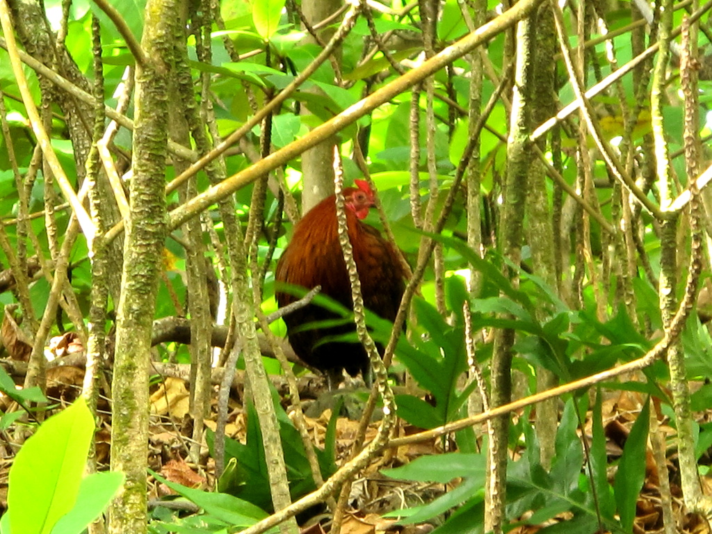 Wild rooster in Kipahulu.