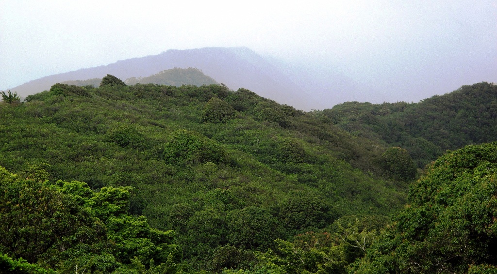 Fog-shrouded heights of Haleakala.