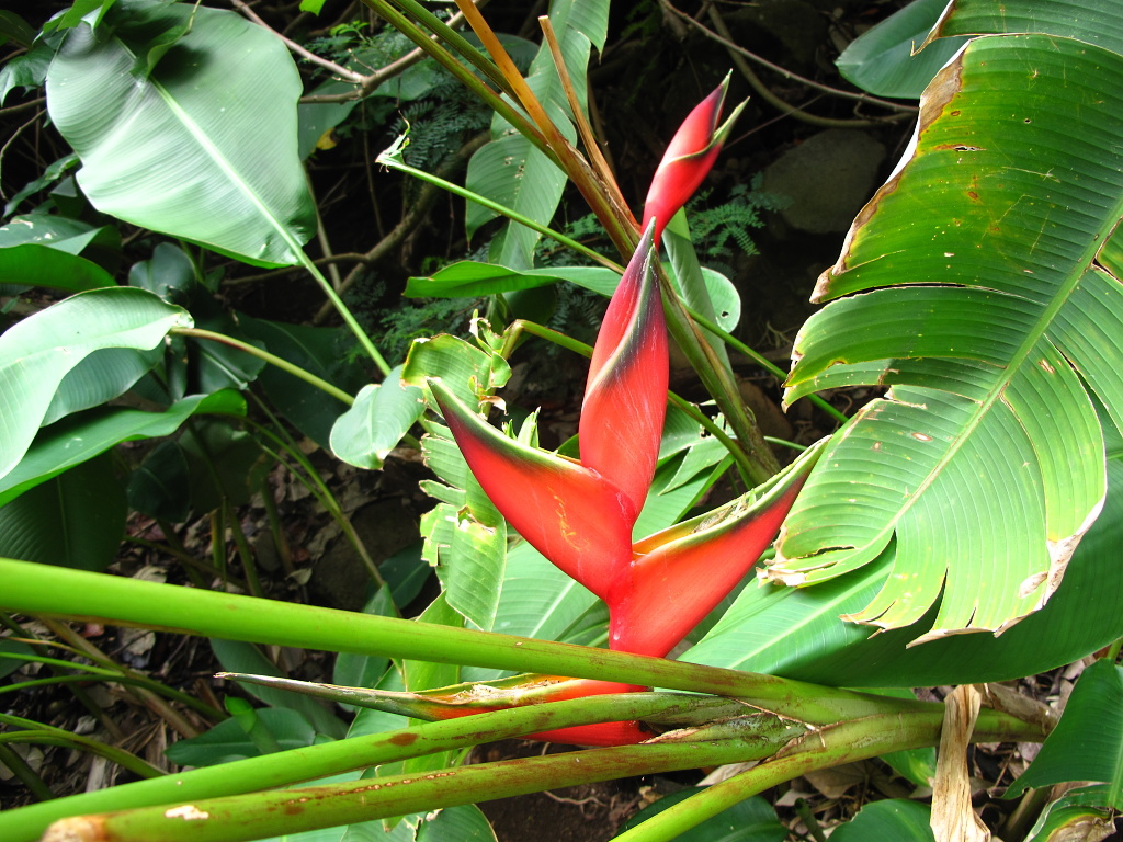 An Hawaiian Bird-of-Paradise.