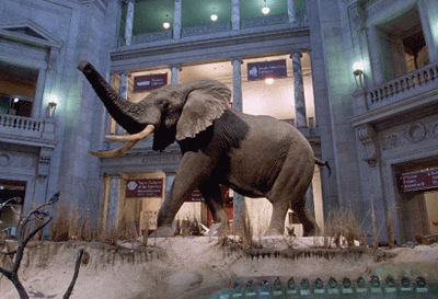 The stuffed elephant didn't scare Cailey.