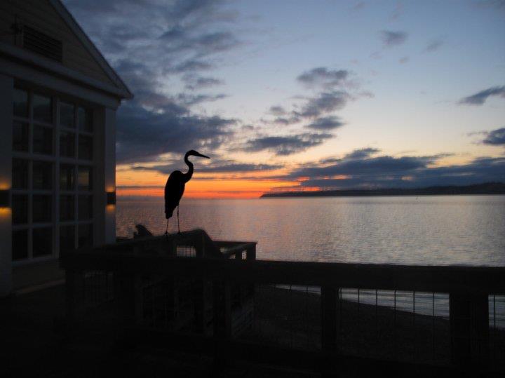 Blue Heron at the Semiahmoo Resort.