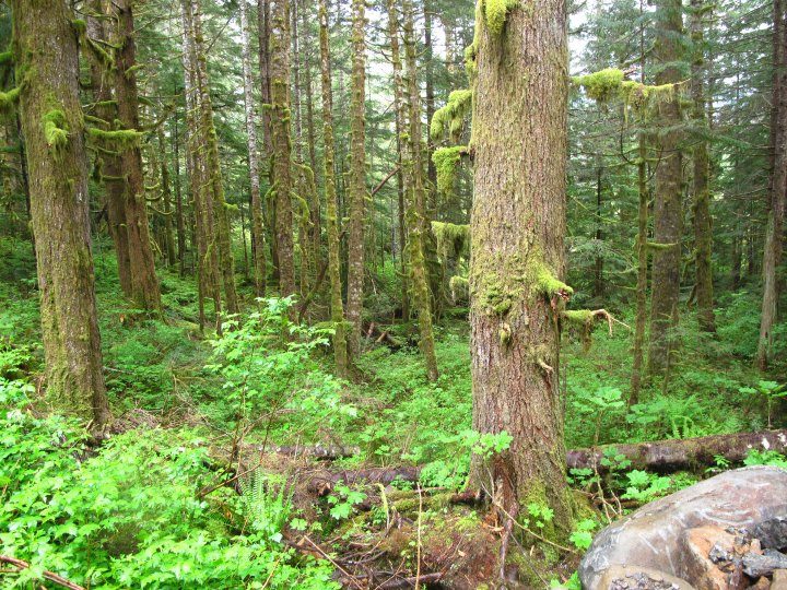 Find Sasquatch.