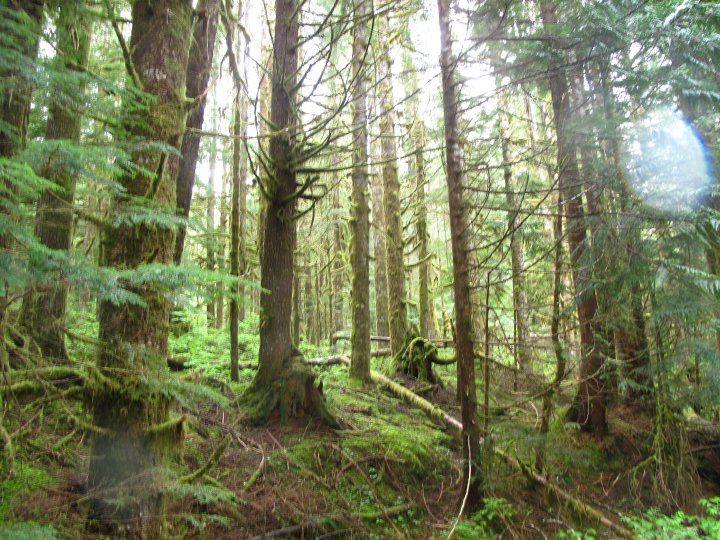Old-growth forest on the trail to Baker Hot Springs.
