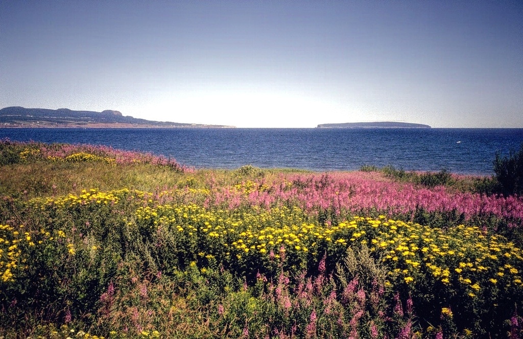 Gasp&eacute; Wildflowers.