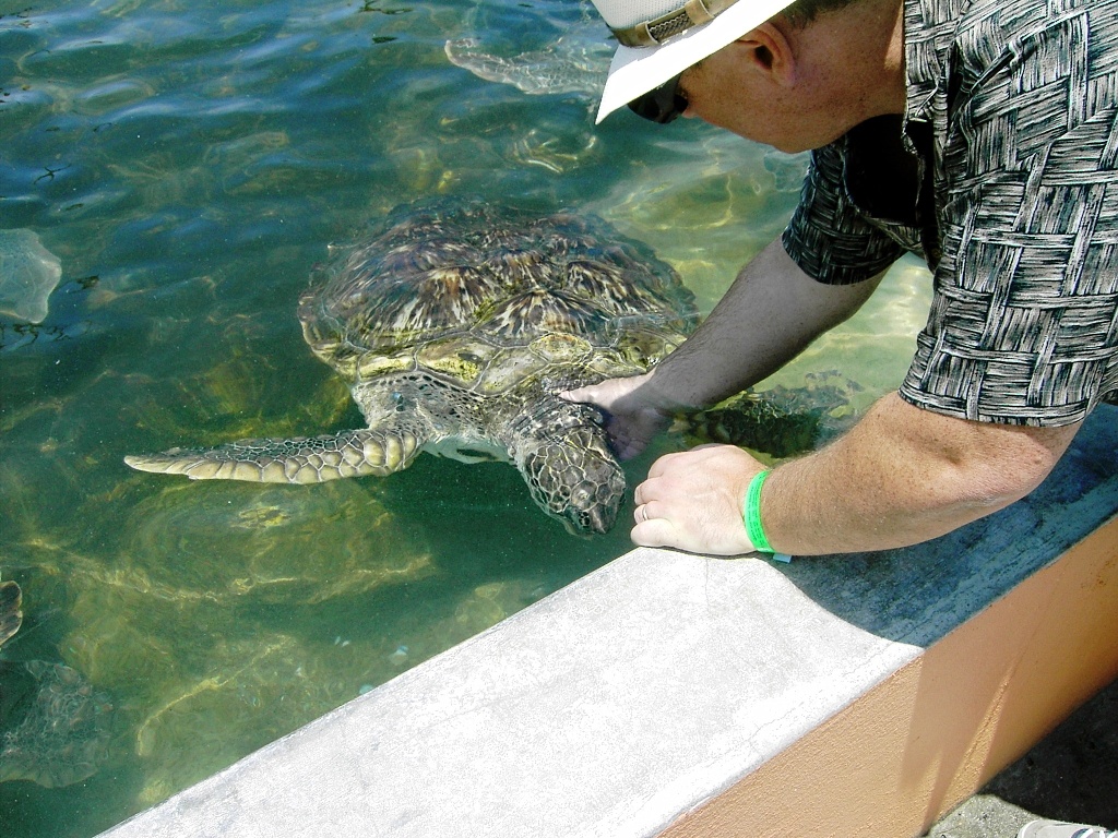 Michael adds turtle massage to his resume.