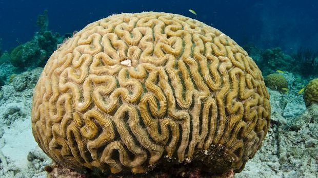 Brain coral