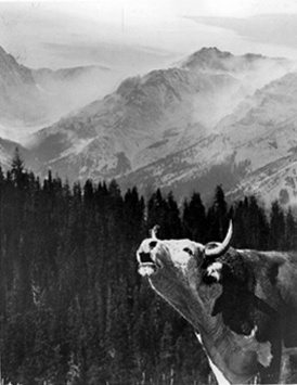 Call Of The Wild, Charles Belden